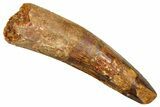 Fossil Spinosaurus Tooth - Feeding Worn Tooth #370731-1